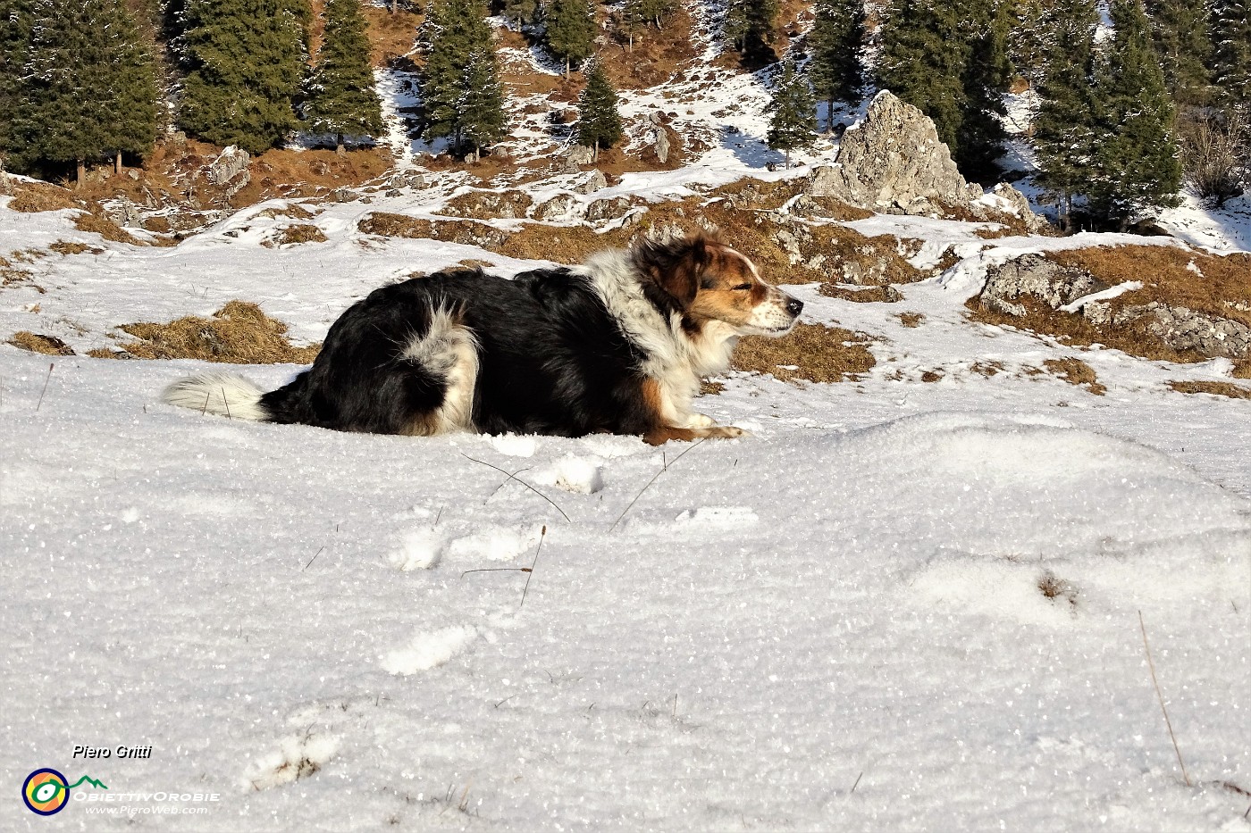 51 Nika si gode il fresco della neve.JPG